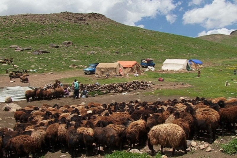 بیمه  11 هزار راس دام سبک عشایر در استان تهران