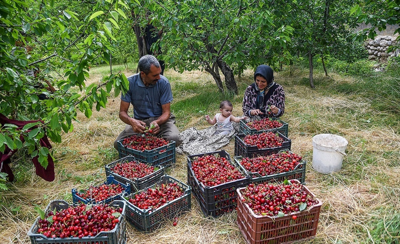 رشد برداشت گیلاس از باغات استان تهران