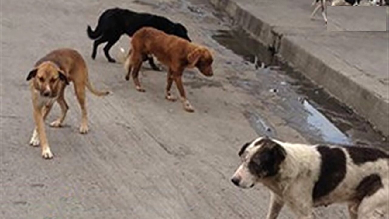 زنده گیری روزانه ۶۰ قلاده سگ در تهران